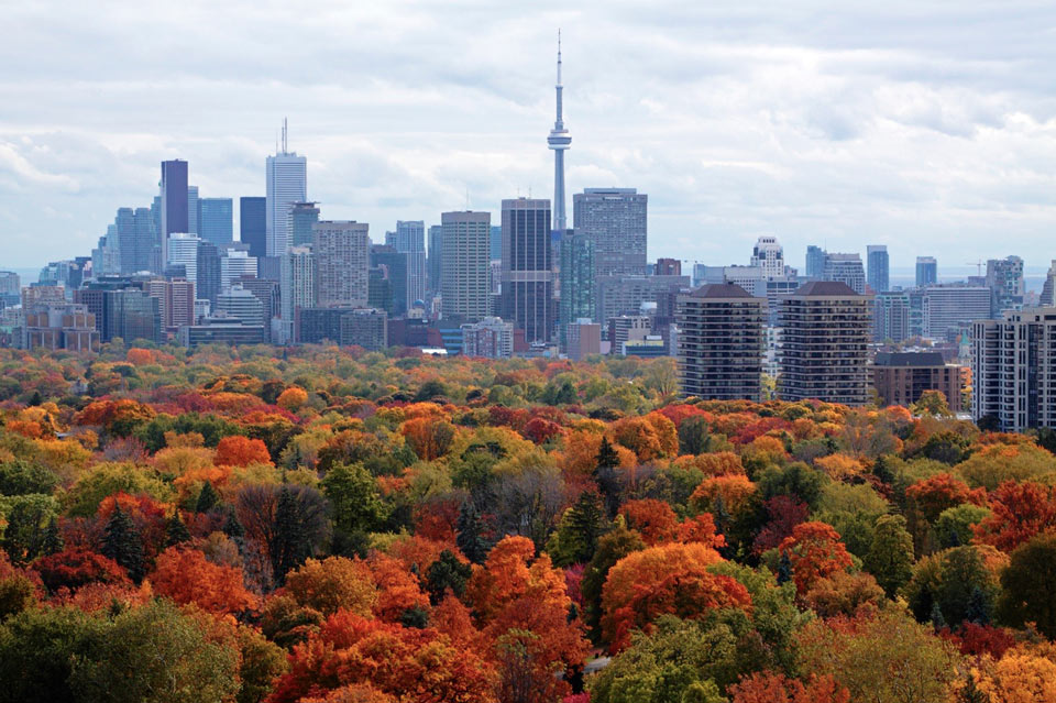 Autumm foliage against the backdrop of downtown Toronto, showing fall colours in Toronto.