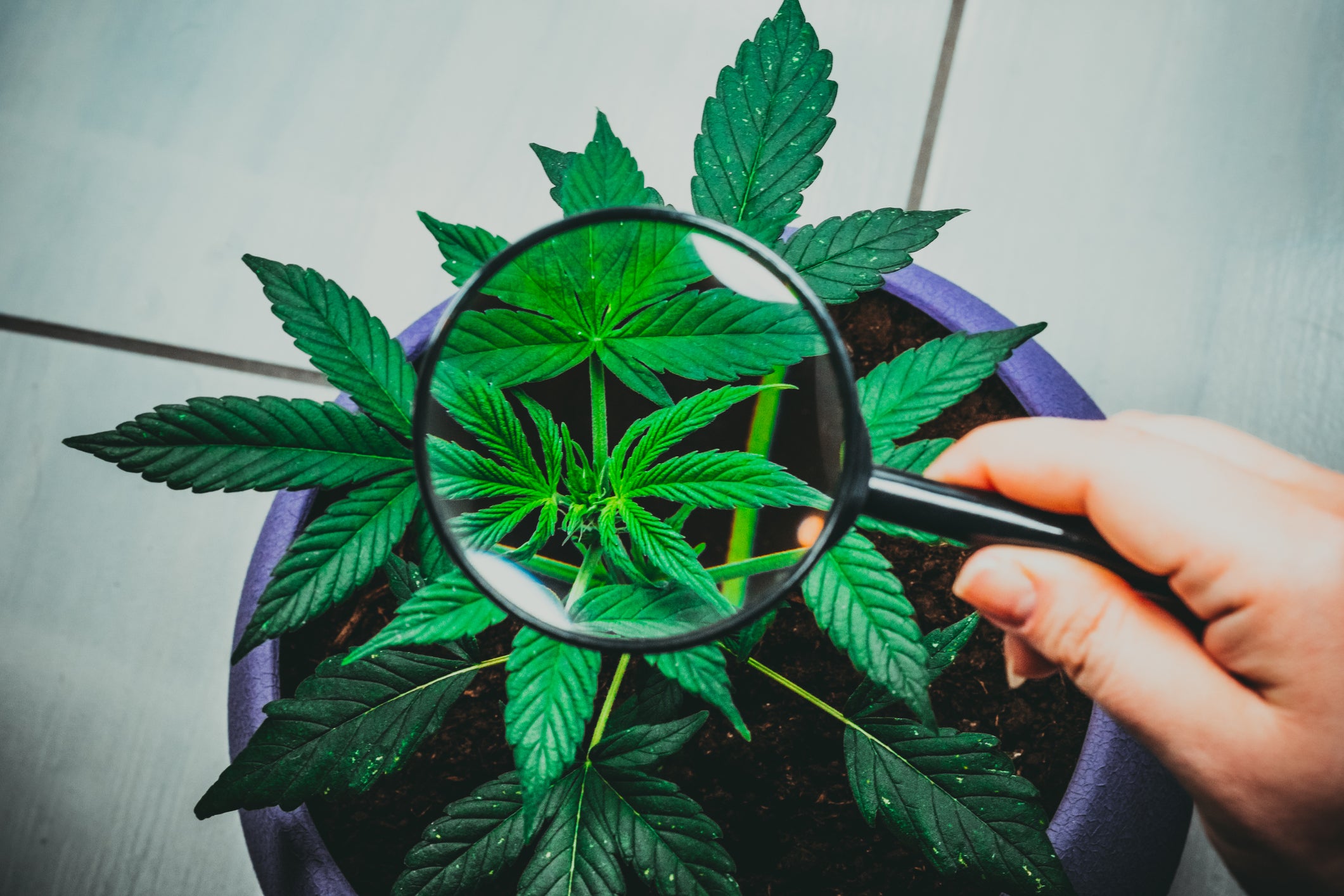 Image result for cannabis