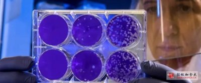 ���ô�����������չCOVID-19�о���������һ��49����Ŀ