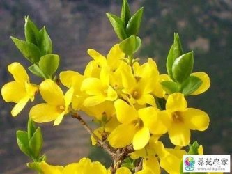 ����ֺ챣������ڷ���Ͷ����ʲô����ף�