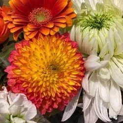 <b>�ֺ�ʽ���յ��׾�����Щ���ܡ��ص�����ƣ�</b>