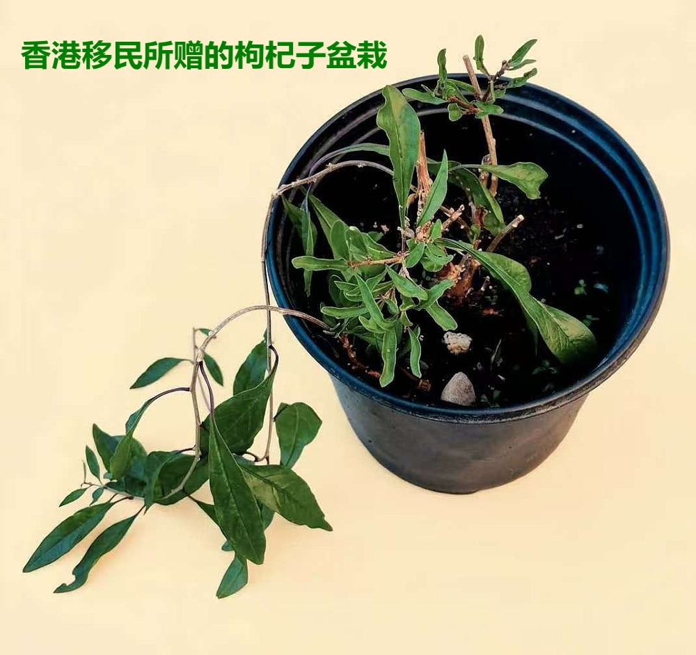 竞选最累之际,她收到了香港老移民最暖的礼物