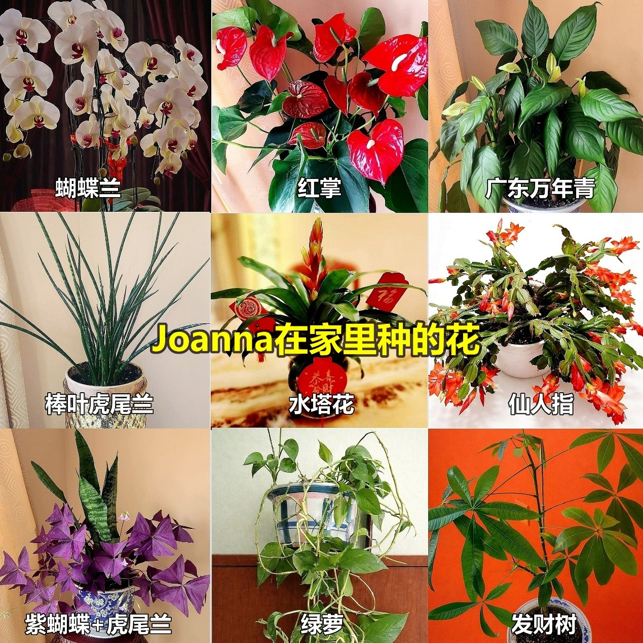 竞选最累之际,她收到了香港老移民最暖的礼物